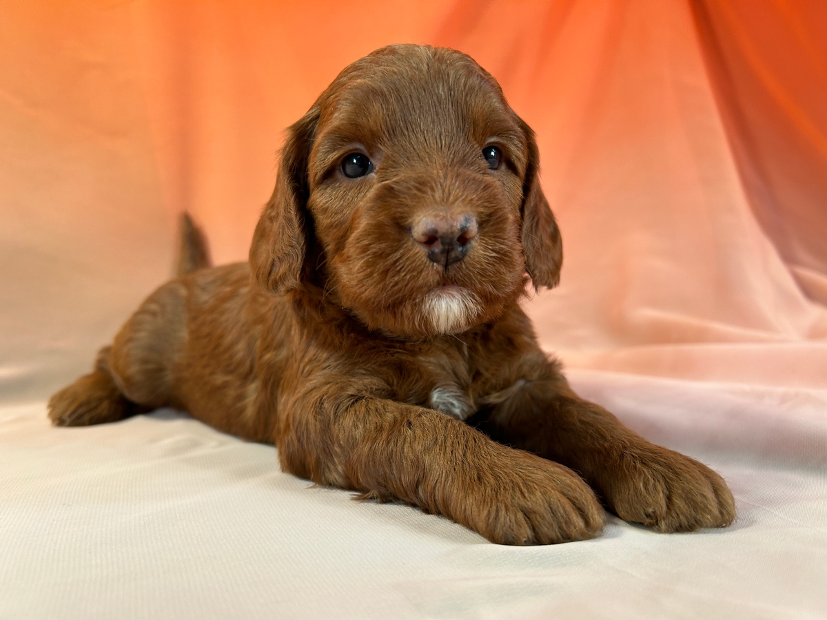Dark Red Male Miniature Bernedoodle Puppy for Sale $1200 